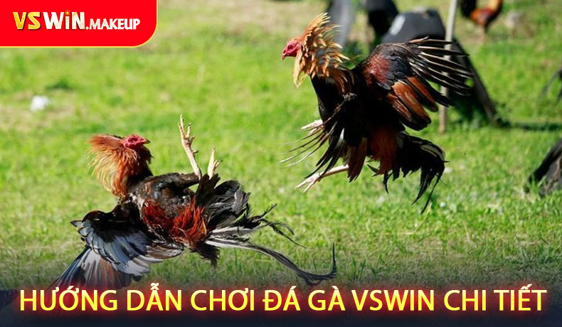 Hướng Dẫn Chơi Đá Gà VSWIN Chi Tiết Từng Bước